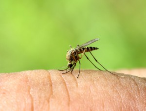 mosquito drinks blood out of man - macro shot