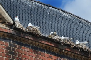 Seagulls nesting in gutter on building roof in town center.